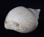 Crommium angustatum (GRATELOUP 1827) - Bild &copy; FossNet FossilienStore